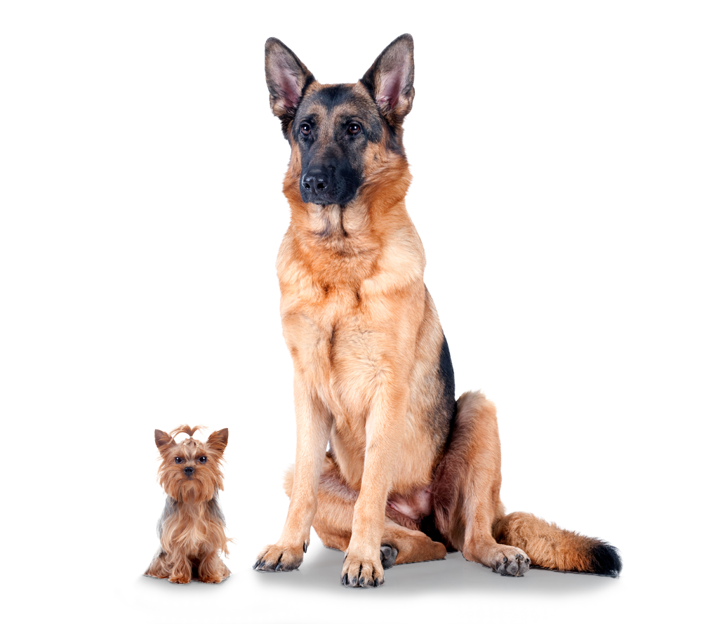 Happy dogs