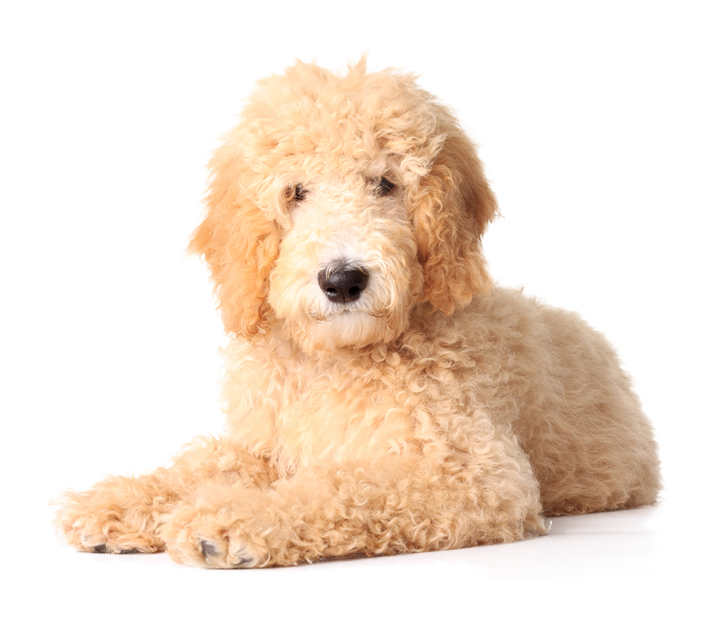 Full dog grooming services