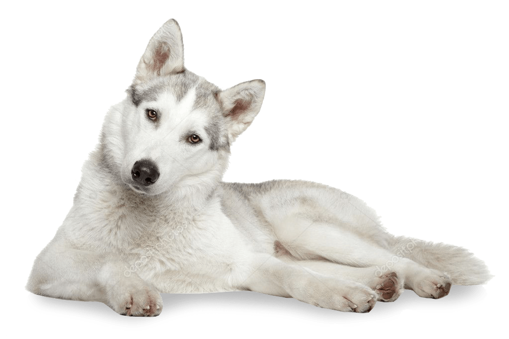 Happy dog