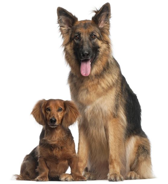 Dog daycare