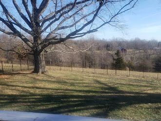A large tree with bare branches in a field, a fence, and a distant building under a blue sky.