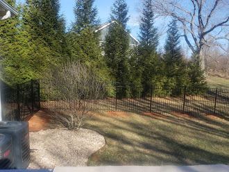 Black fence with evergreen trees and leafless shrubbery in a yard.