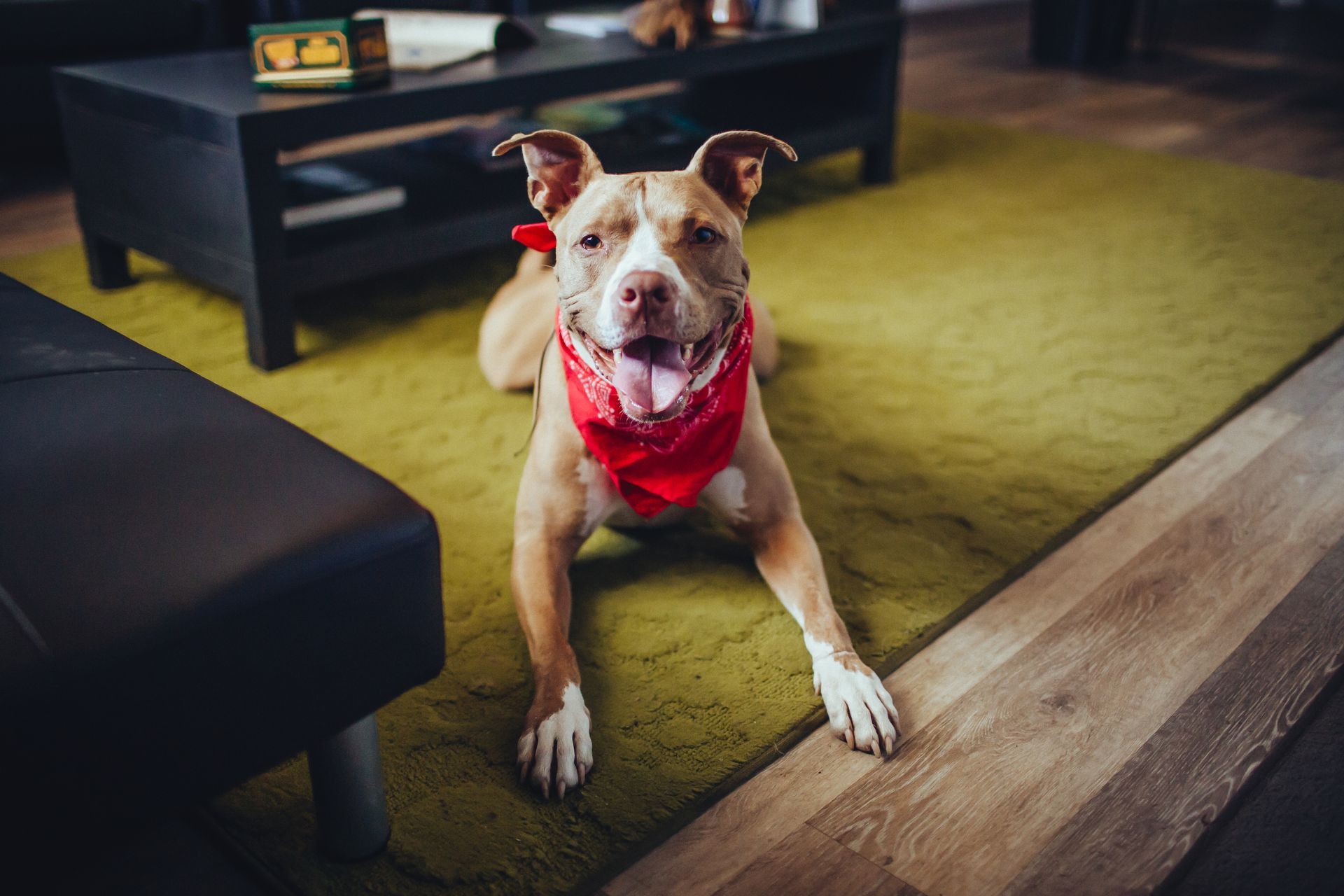 Brown-and-white dog in a red bandana lying on a green rug in a living room