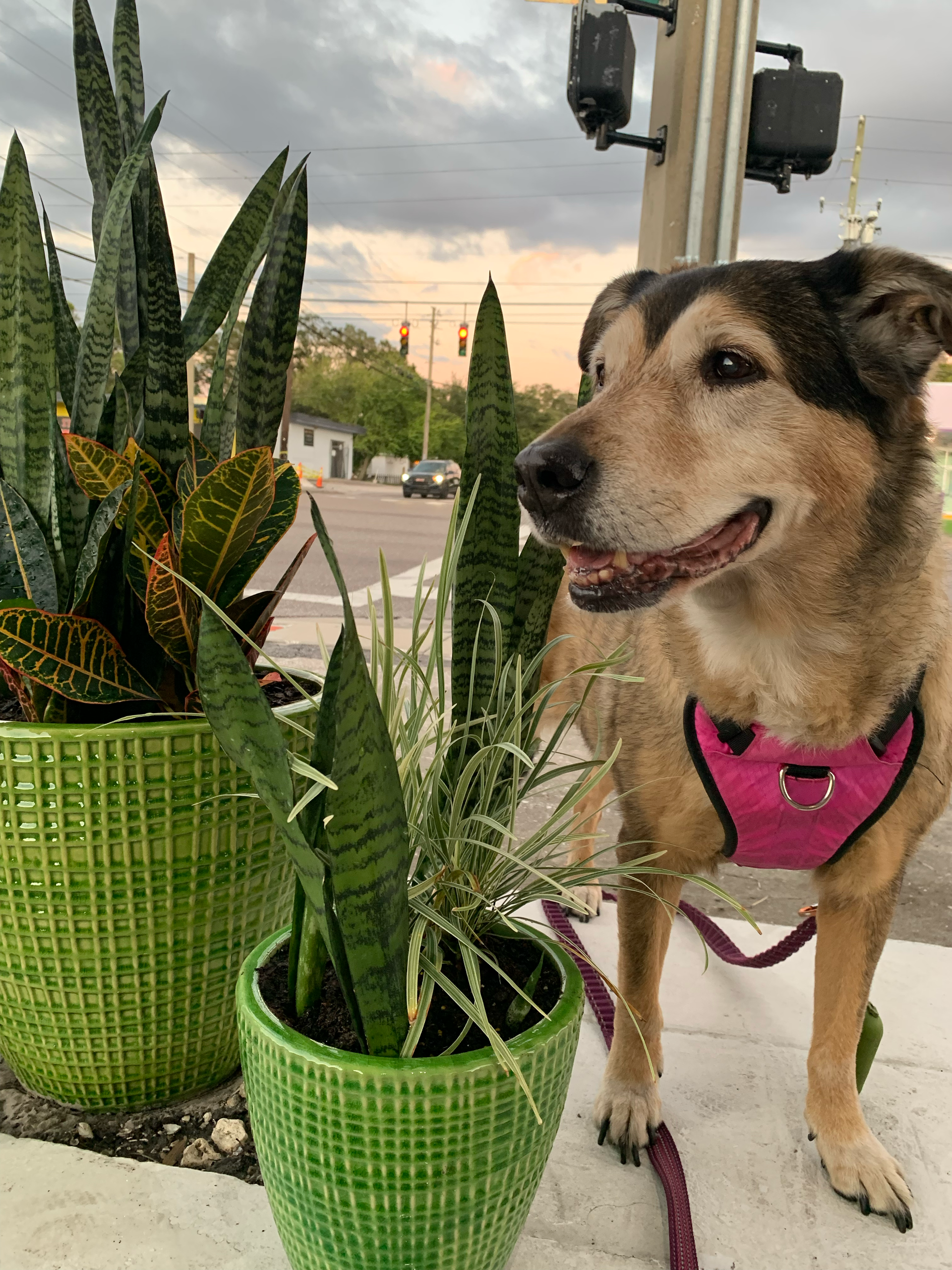 Tan dog in a pink harness beside green potted plants on a city sidewalk