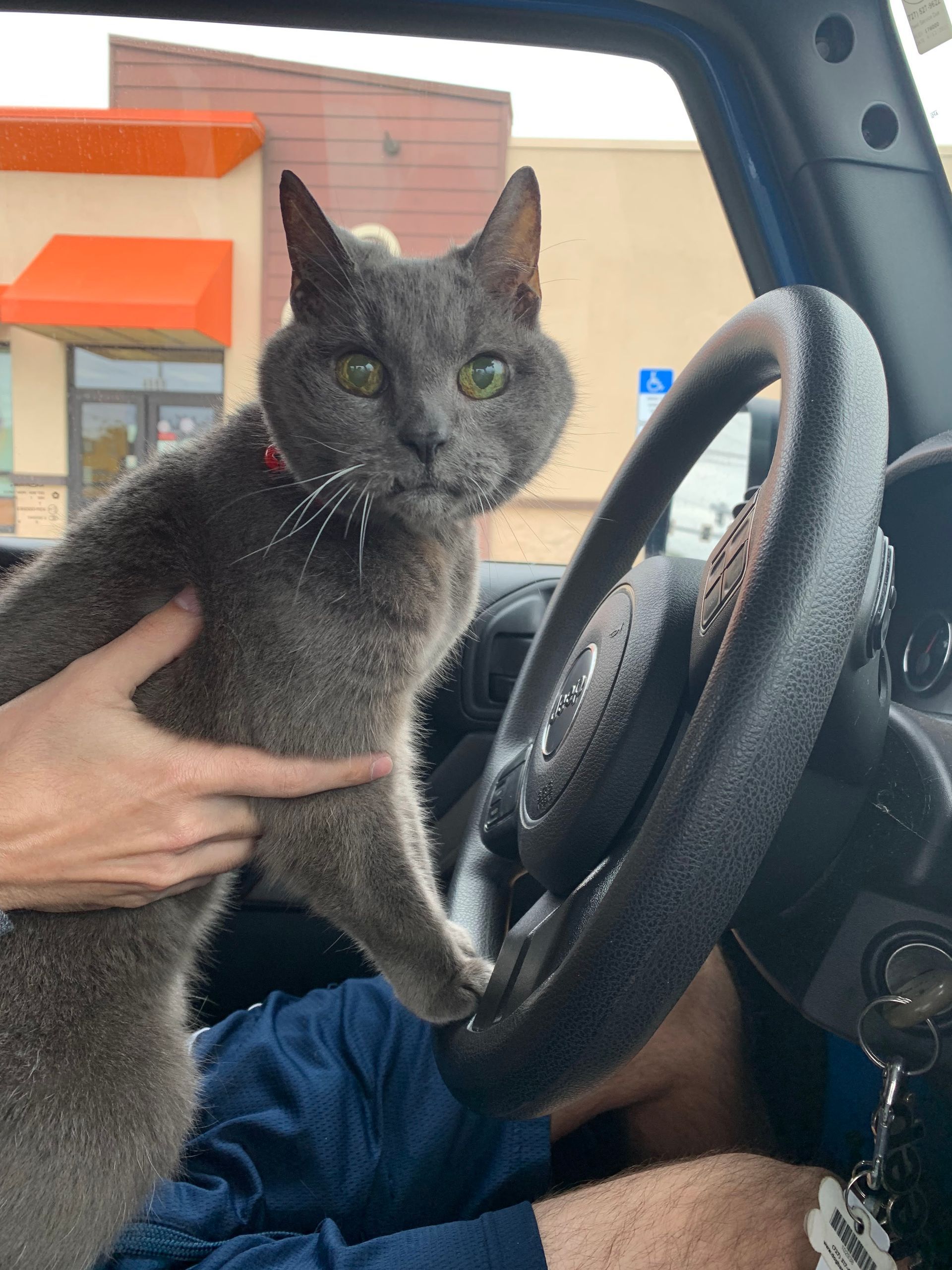 Gray cat held inside a car, standing by the steering wheel and looking at the camera.