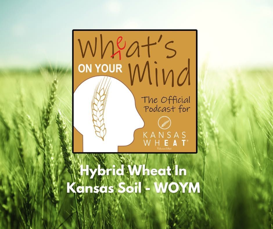 HYBRID WHEAT IN KANSAS SOIL