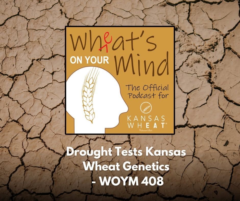 Drought Tests Kansas Wheat Genetics