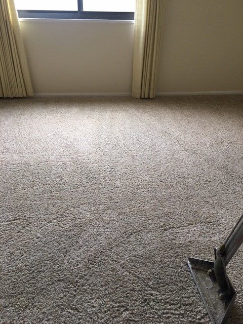 Light-colored carpet being cleaned with a carpet cleaning tool in a room with a window and curtains.