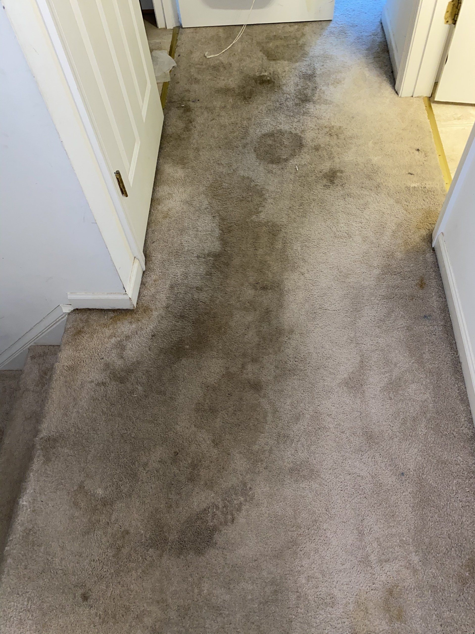 Dirty, stained beige carpet in a hallway with doors.