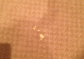 Carpet Dying Before — Germantown, MD — Father & Son Carpet Cleaning & Repair