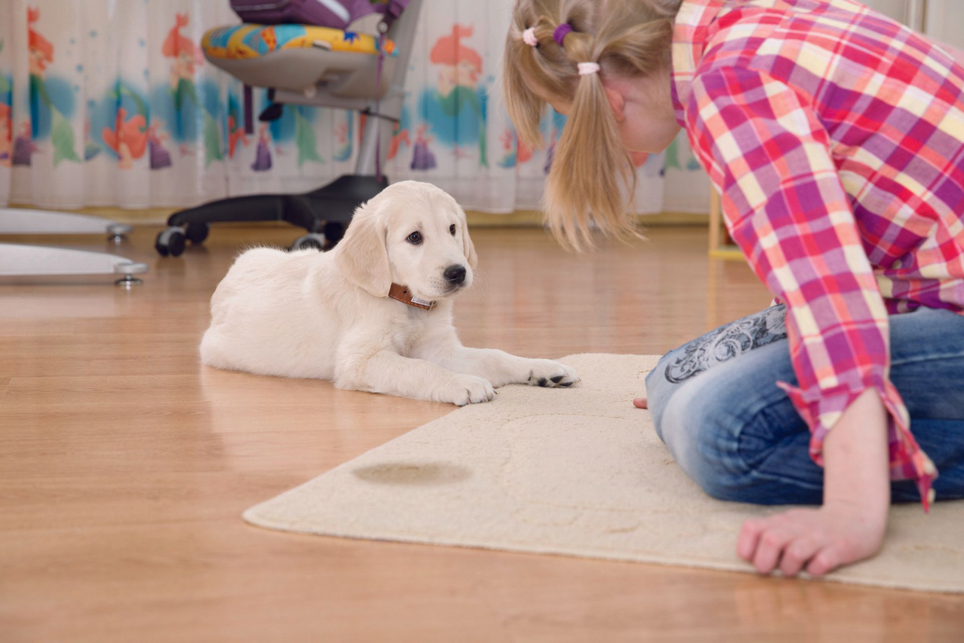 Steam Cleaning — Germantown, MD — Father & Son Carpet Cleaning & Repair Steam Cleaning — Germantown, MD — Father & Son Carpet Cleaning & Repair