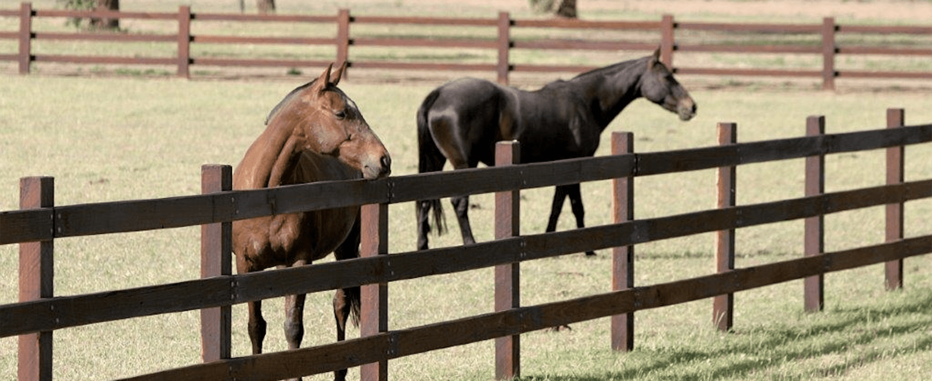 Two horses standing behind a wooden fence in a field — Osborne Fencing in Moss Vale, NSW