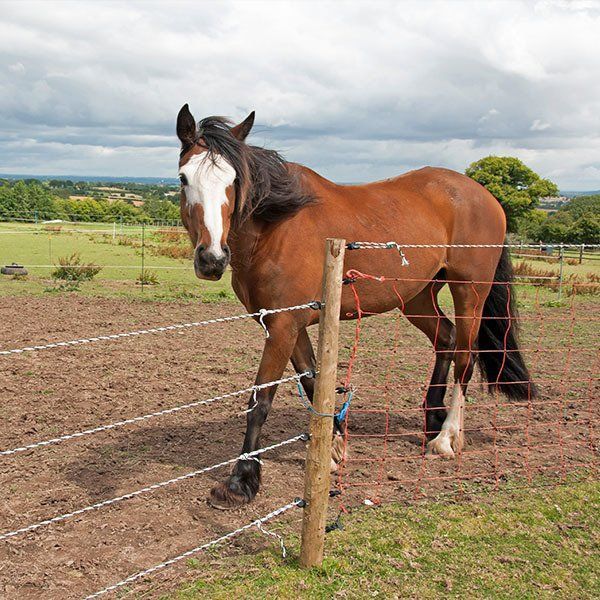 A Horse is Standing Next to a Fence in a Field — Osborne Fencing in Bundanoon, NSW