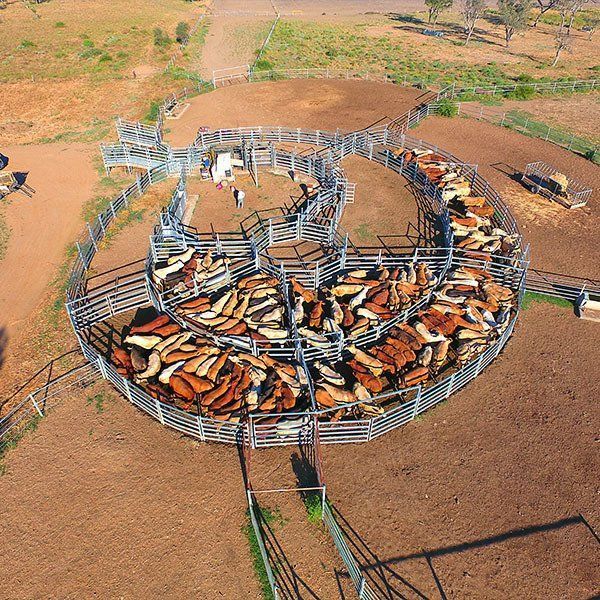 An Aerial View of a Herd of Cattle in a Pen — Osborne Fencing in Bundanoon, NSW