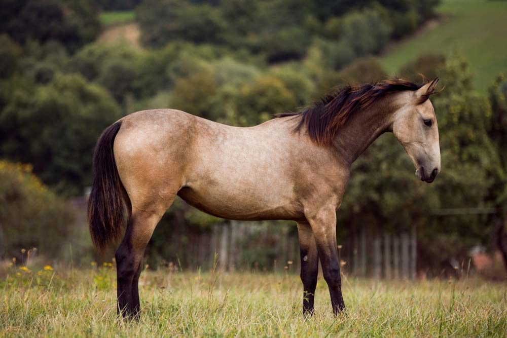 A Brown Horse is Standing in a Grassy Field — Osborne Fencing in Bundanoon, NSW