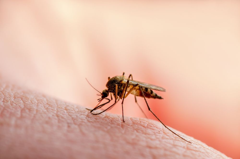 Little House Mosquito