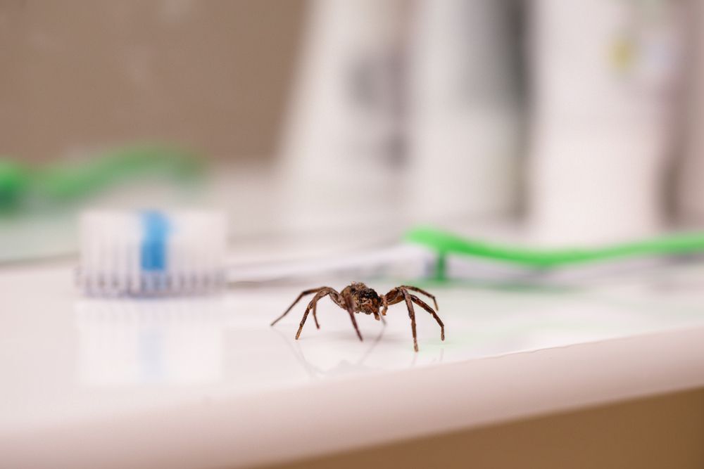 Little Spider