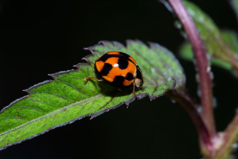 Small Bug on a Leaf