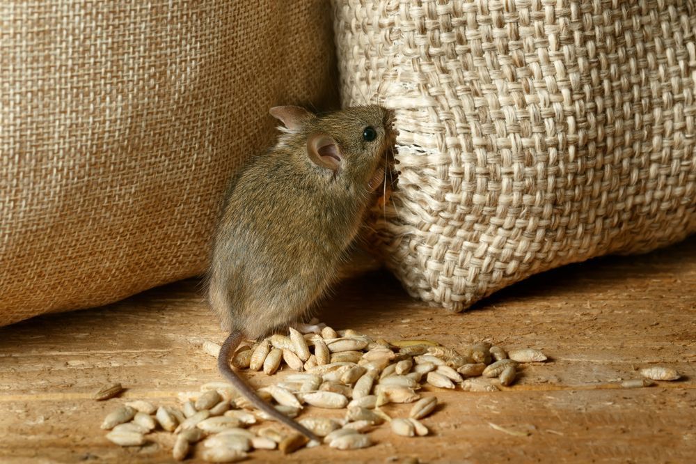 Mouse Nibbles the Sack of Grain in the Storehouse