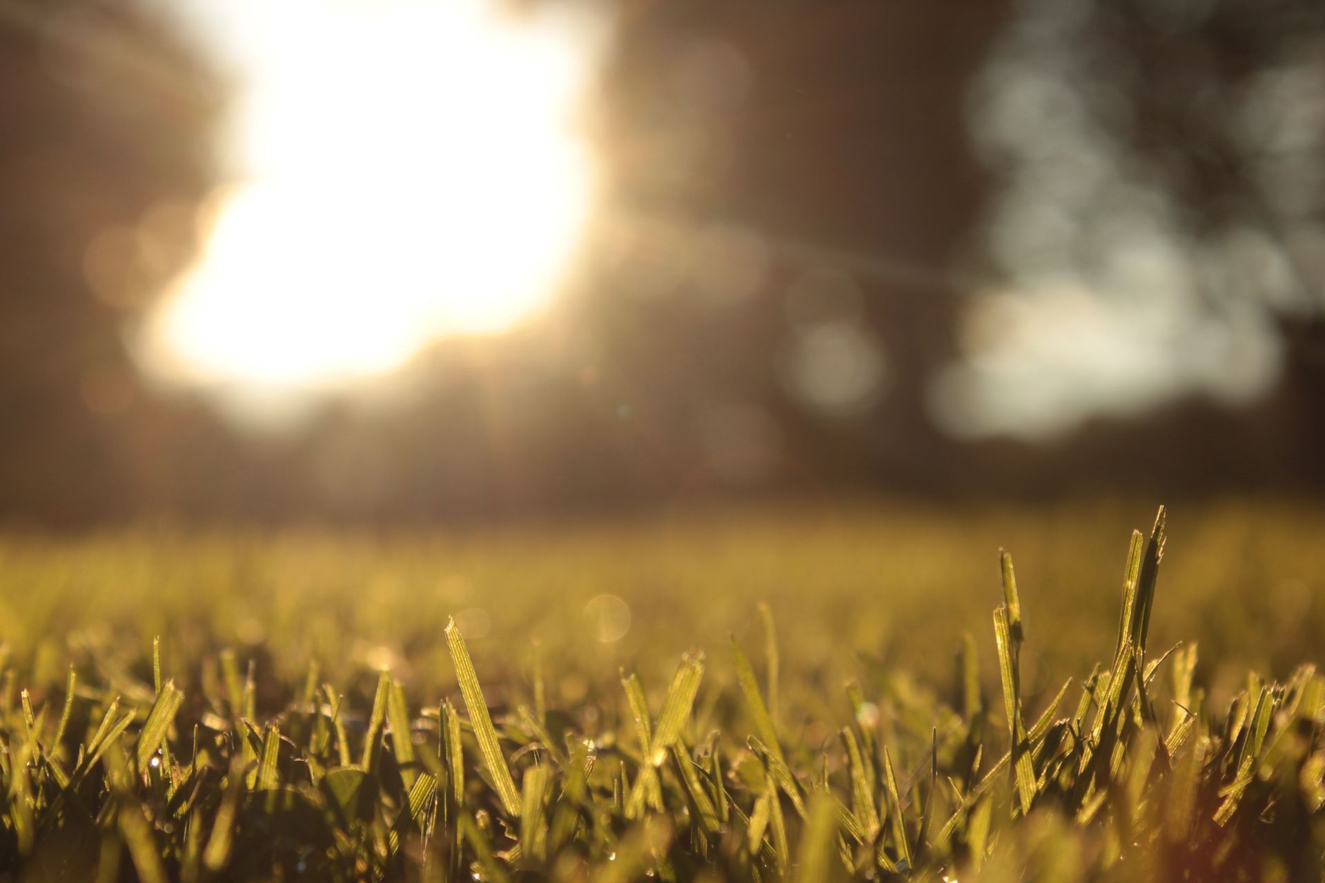 Golden sunlight shining over dewy grass in a blurred field at sunrise