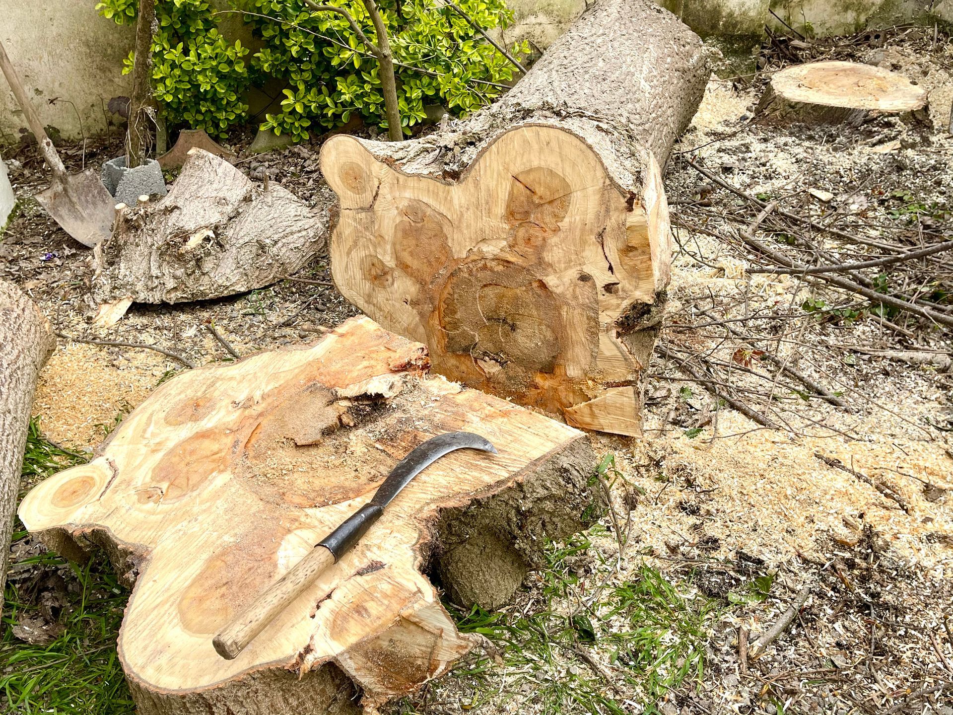 Property Tree Removal cutting down a large tree in progress for safe removal and cleanup.