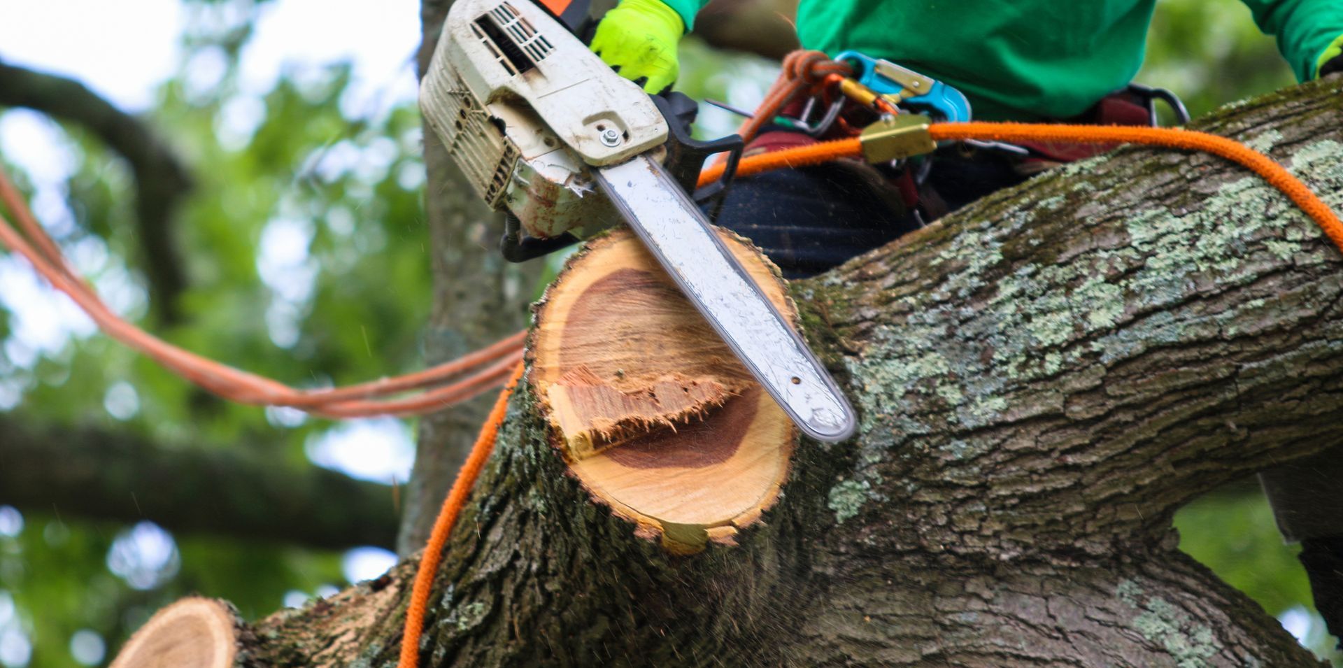 Close-up of a man using a chainsaw to cut a tree’s trunk and branches. Close-up of a man using a chainsaw to cut a tree’s trunk and branches.