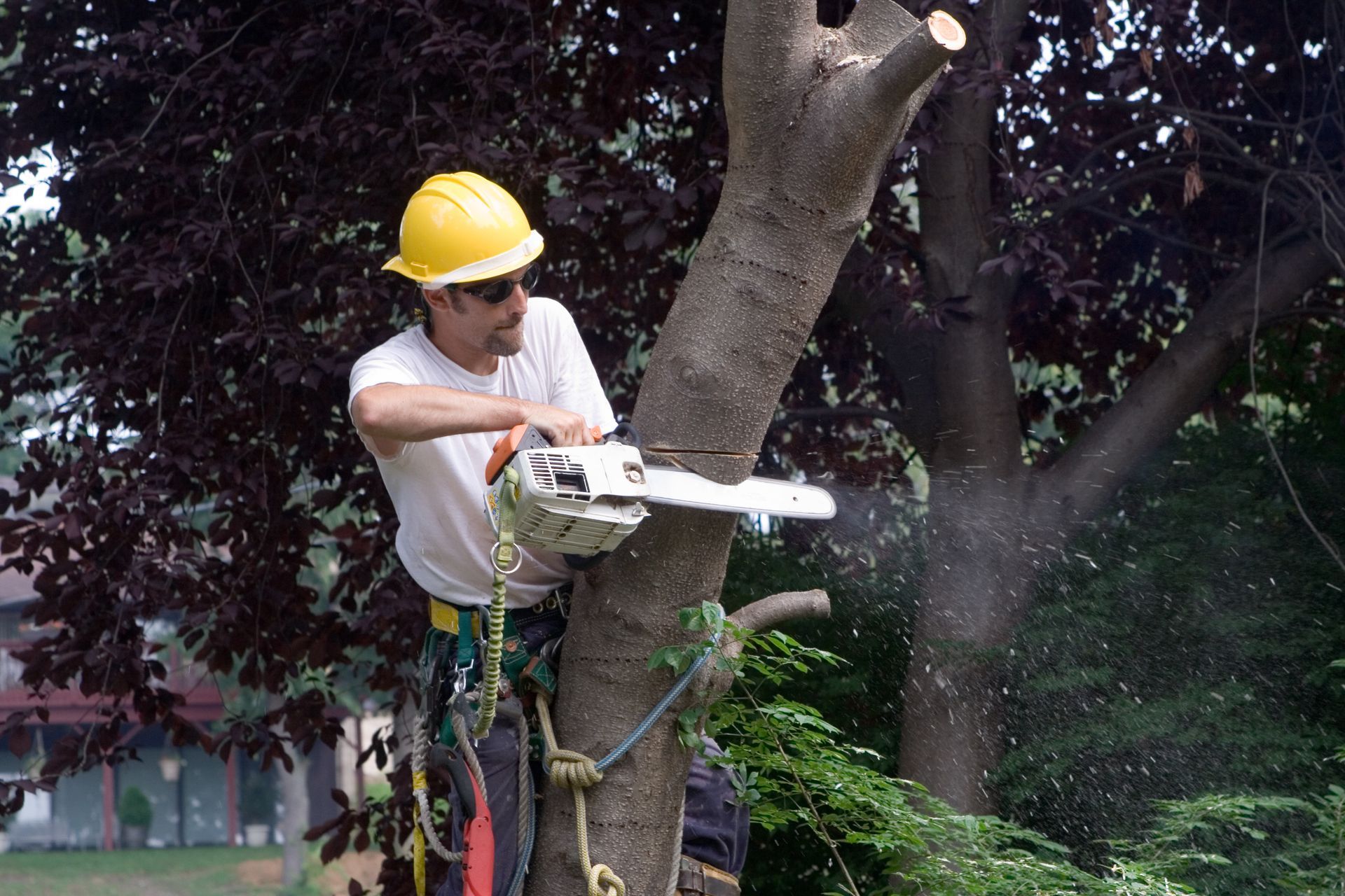 Worker pulling large tree branch during residential tree removal near road and utility truck.