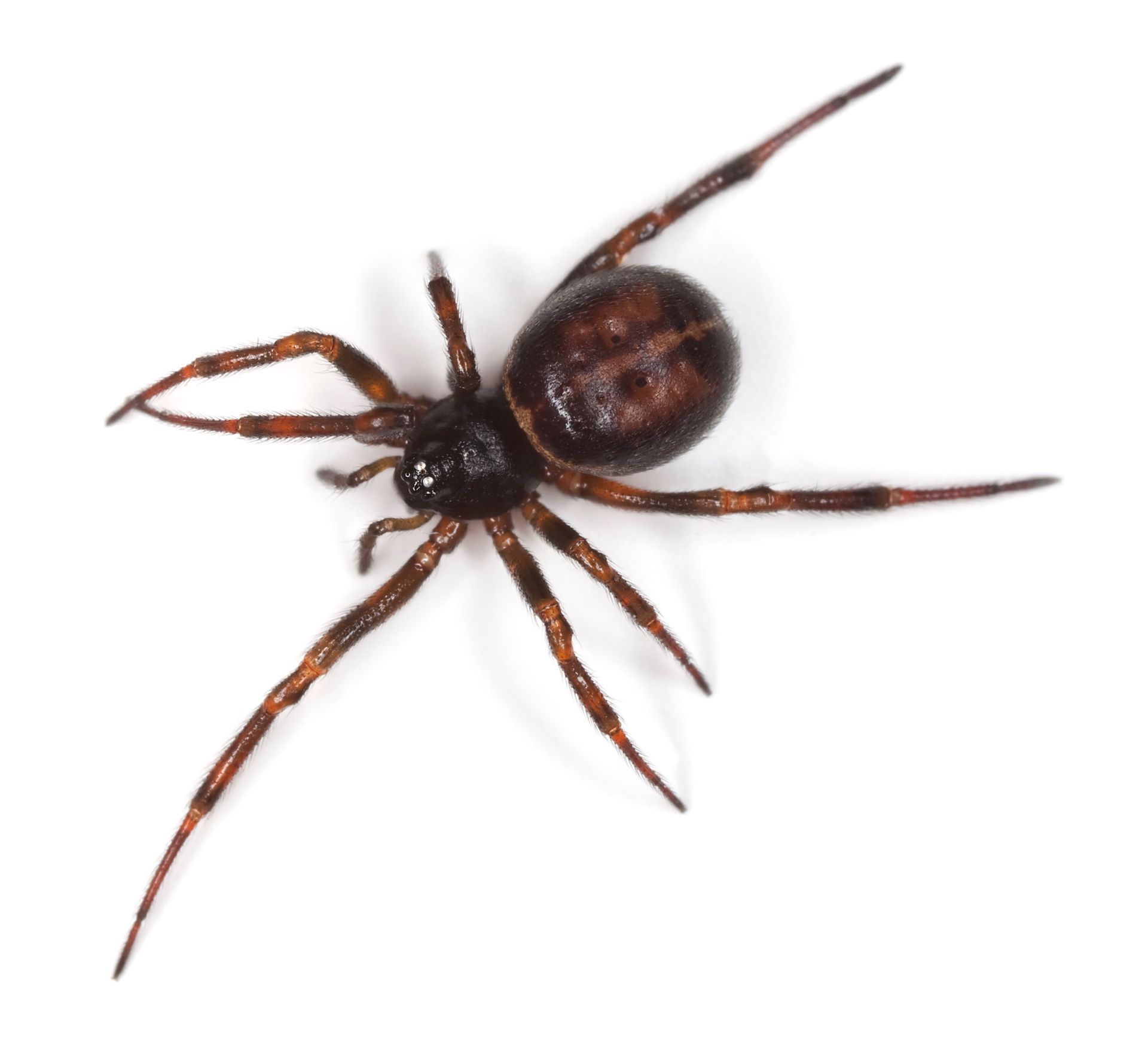 Spider Web - Atlantic County, NJ - Gold Shield Pest  Control