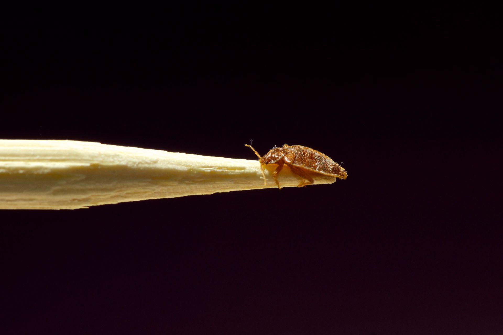 Small Insect in the Wall - Atlantic County, NJ - Gold Shield Pest  Control