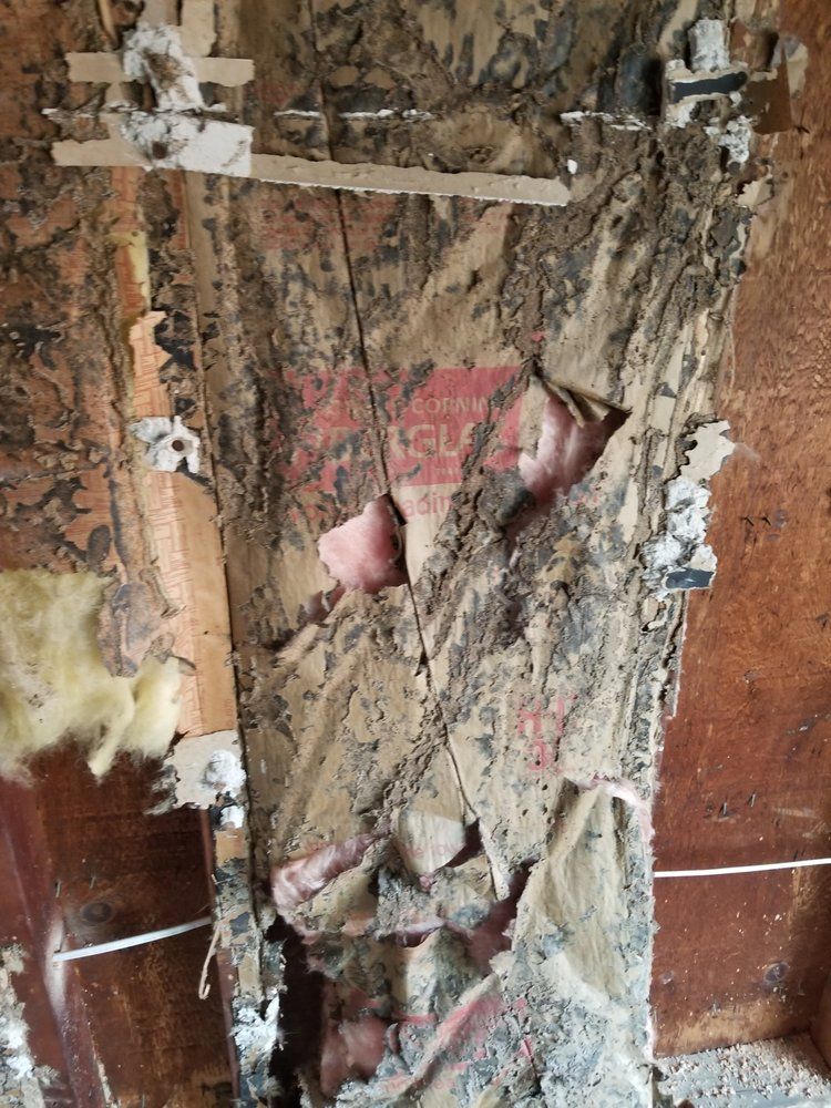 Cloth With Termites - Atlantic County, NJ - Gold Shield Pest  Control
