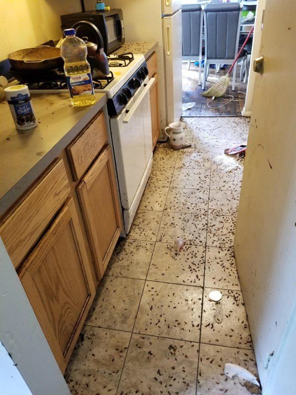 Bugs On The Floor - Atlantic County, NJ - Gold Shield Pest  Control