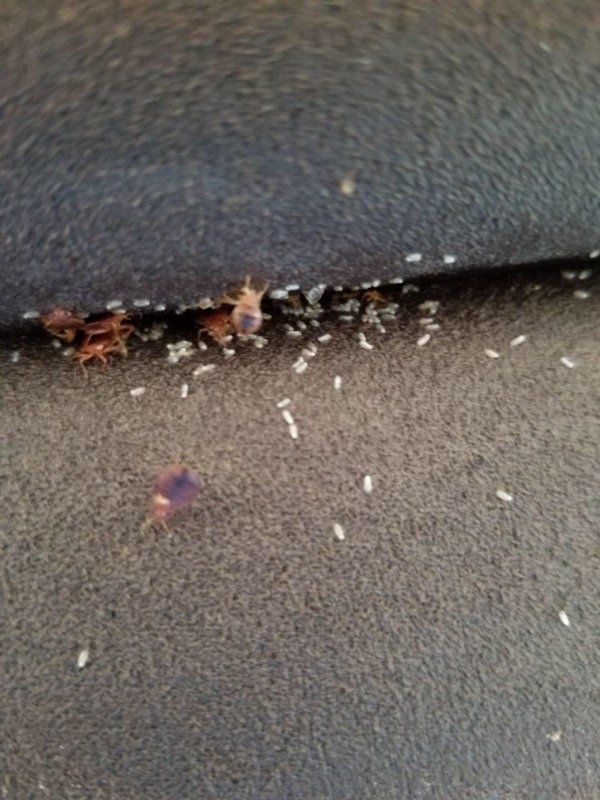 Termites - Atlantic County, NJ - Gold Shield Pest  Control