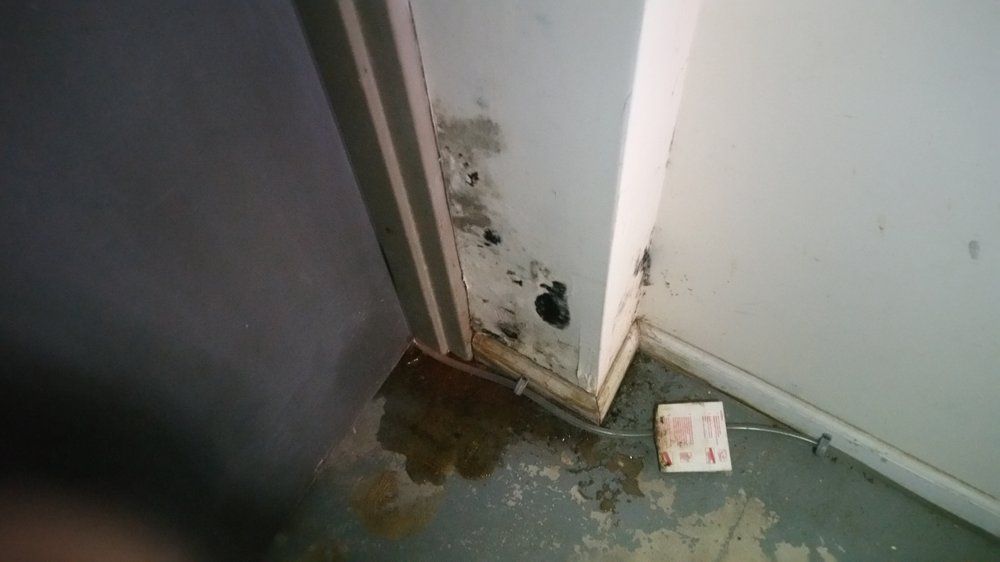 Wall Mold - Atlantic County, NJ - Gold Shield Pest  Control