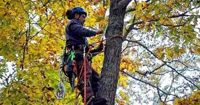 A man is climbing a tree with a chainsaw.