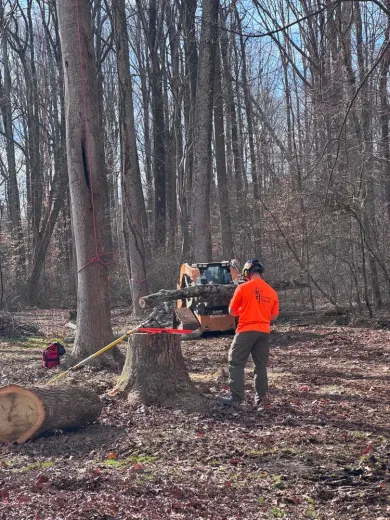 A man is standing next to a tree stump in the woods.