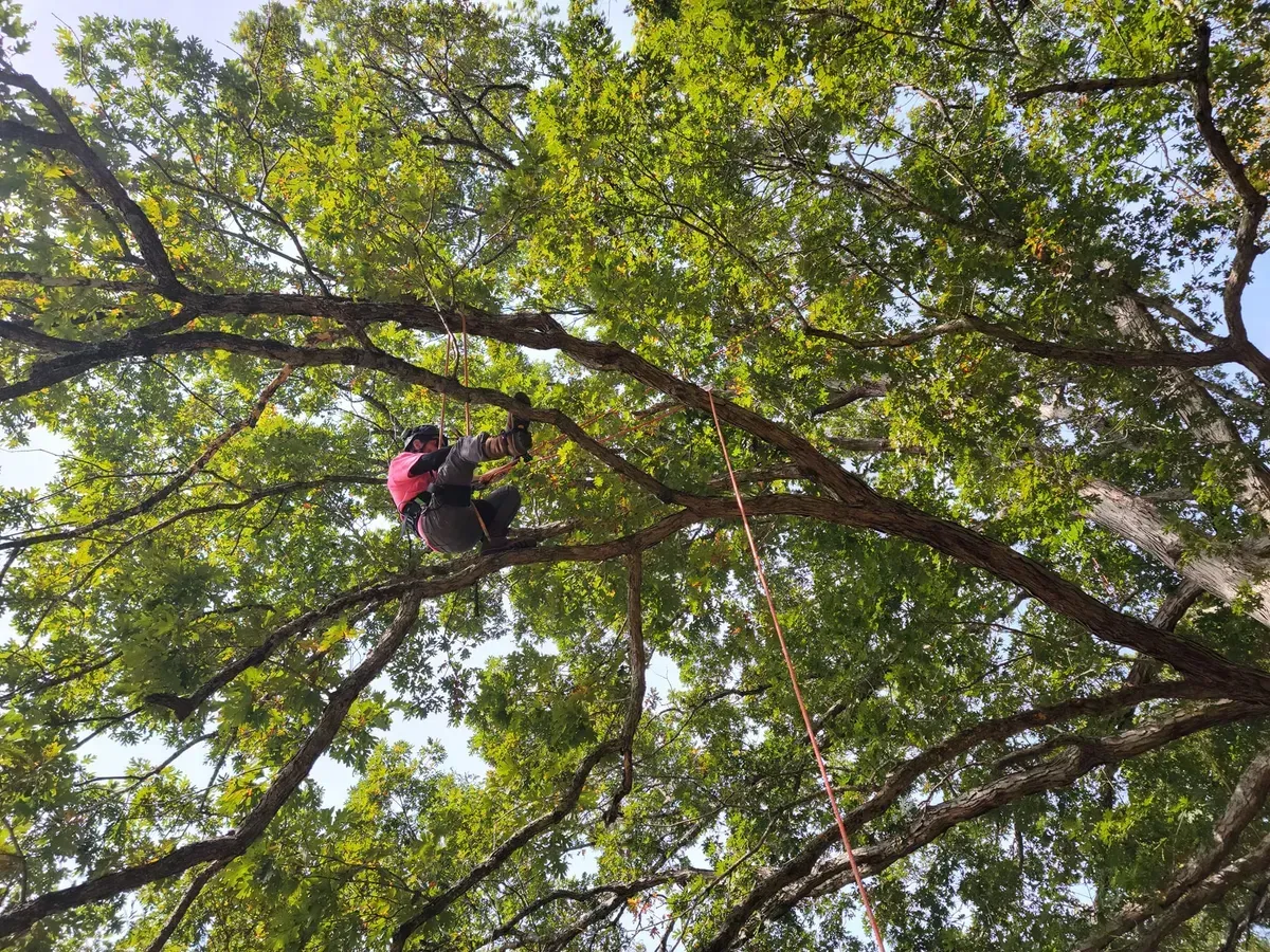 A man is climbing a tree with a chainsaw.