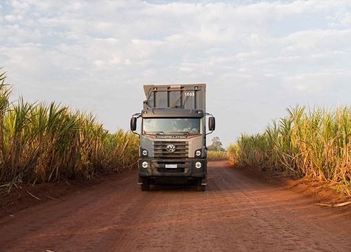 Un camión volkswagen circula por un camino de tierra entre campos de caña de azúcar.