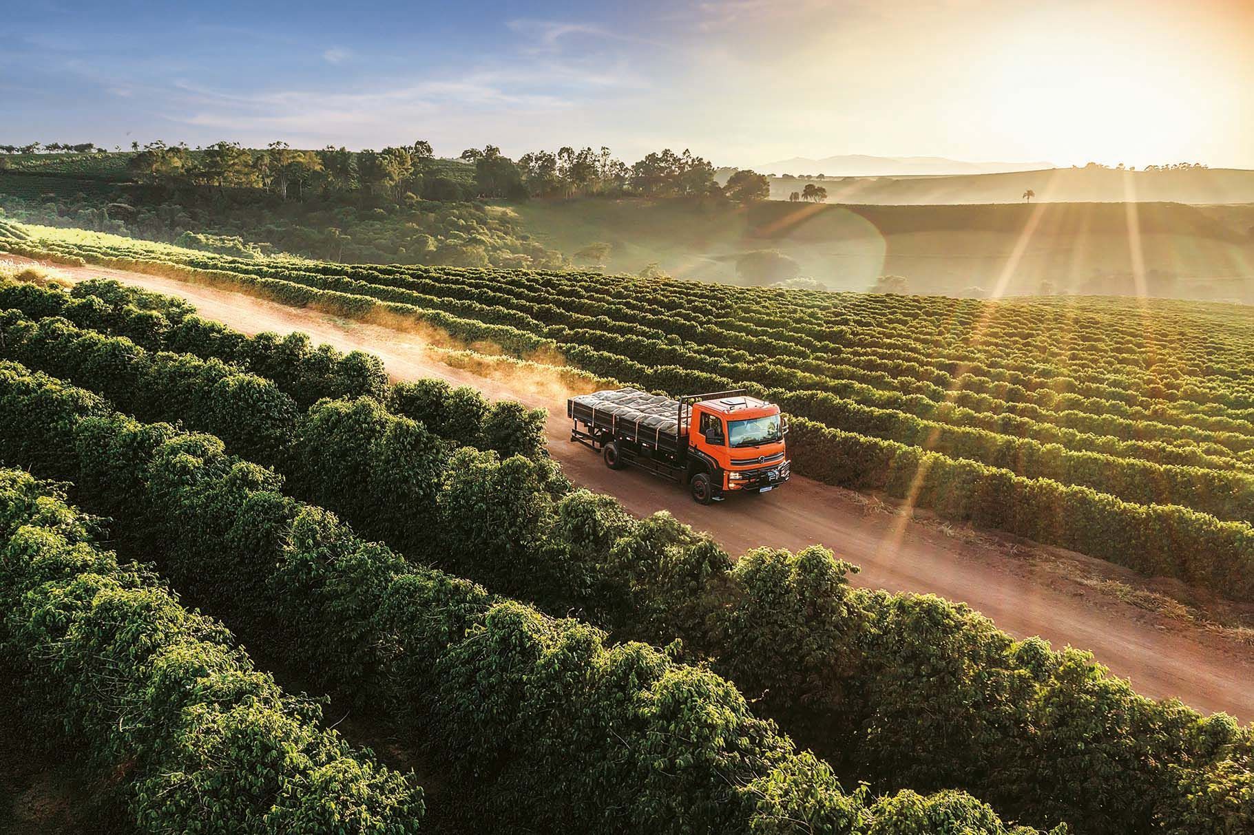 Un camión circula por un camino de tierra a través de una plantación de café.