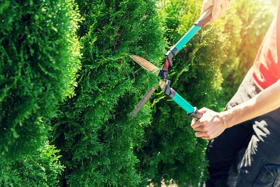 Una persona taglia delle siepi verdi con delle cesoie da giardino all'aperto.