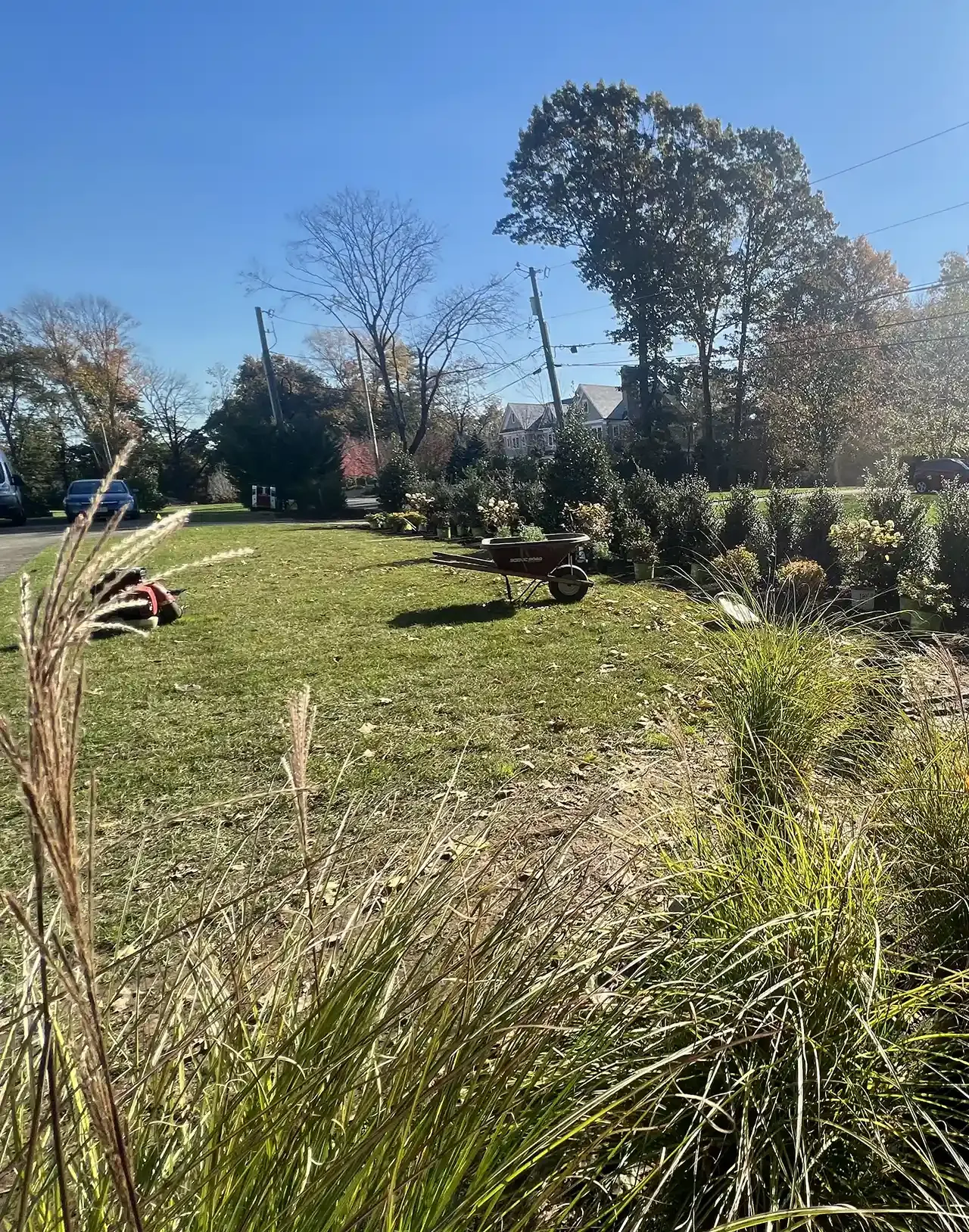 Lawn with a wheelbarrow, bushes, trees, and a bright blue sky. Sunny day.