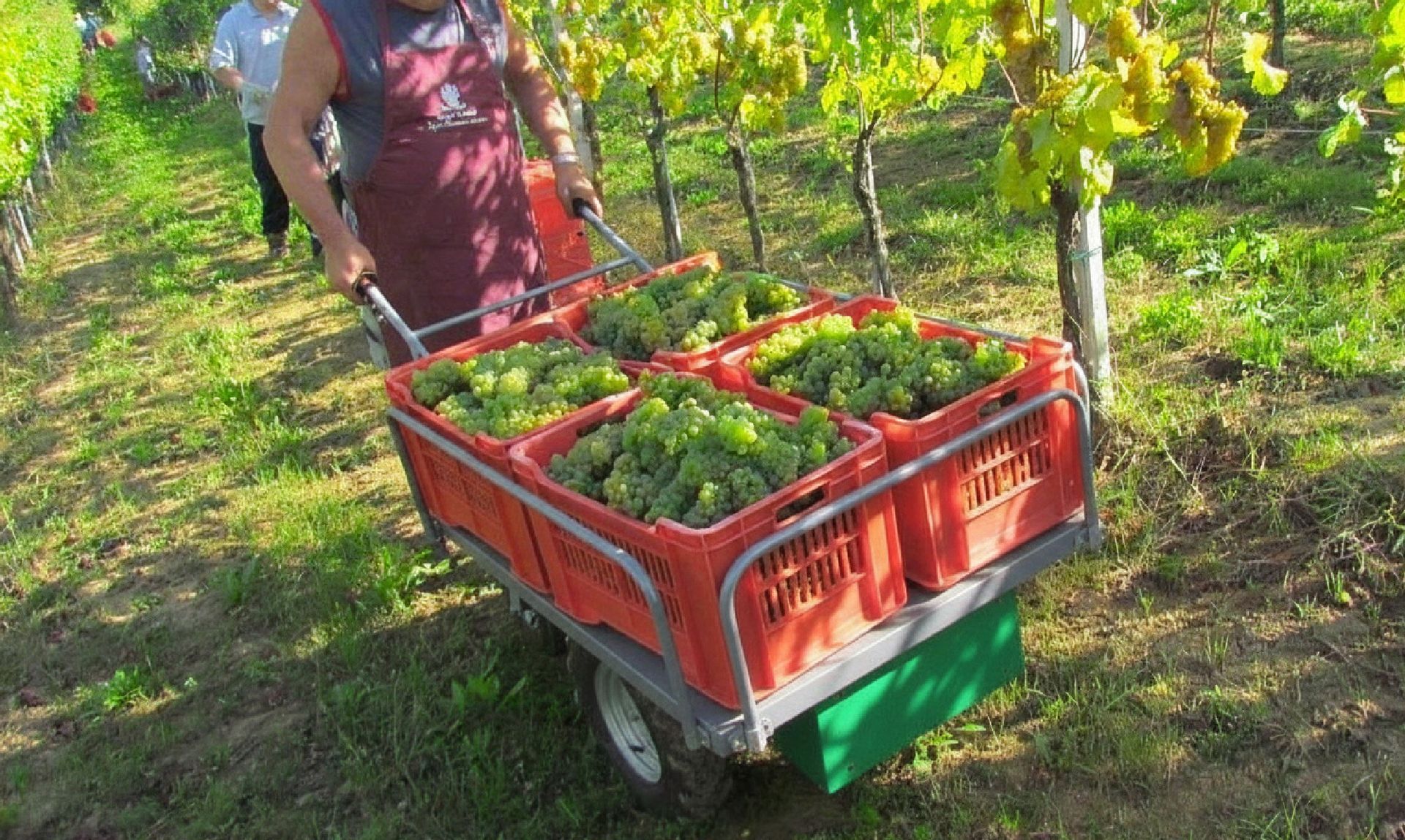 agricoltura MT.BON.01 Motocarriola a trazione elettrica BCM tech Cuneo