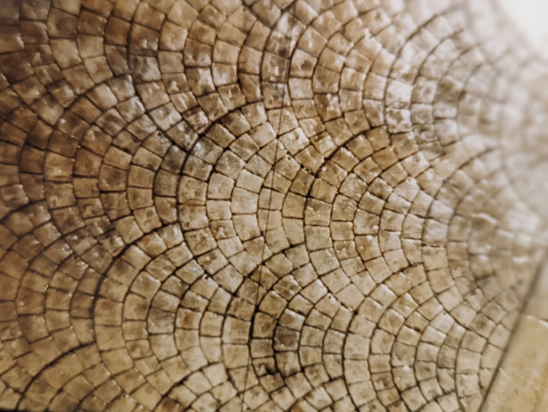 Close-up of beige stone or mosaic tiles arranged in a curved, concentric pattern
