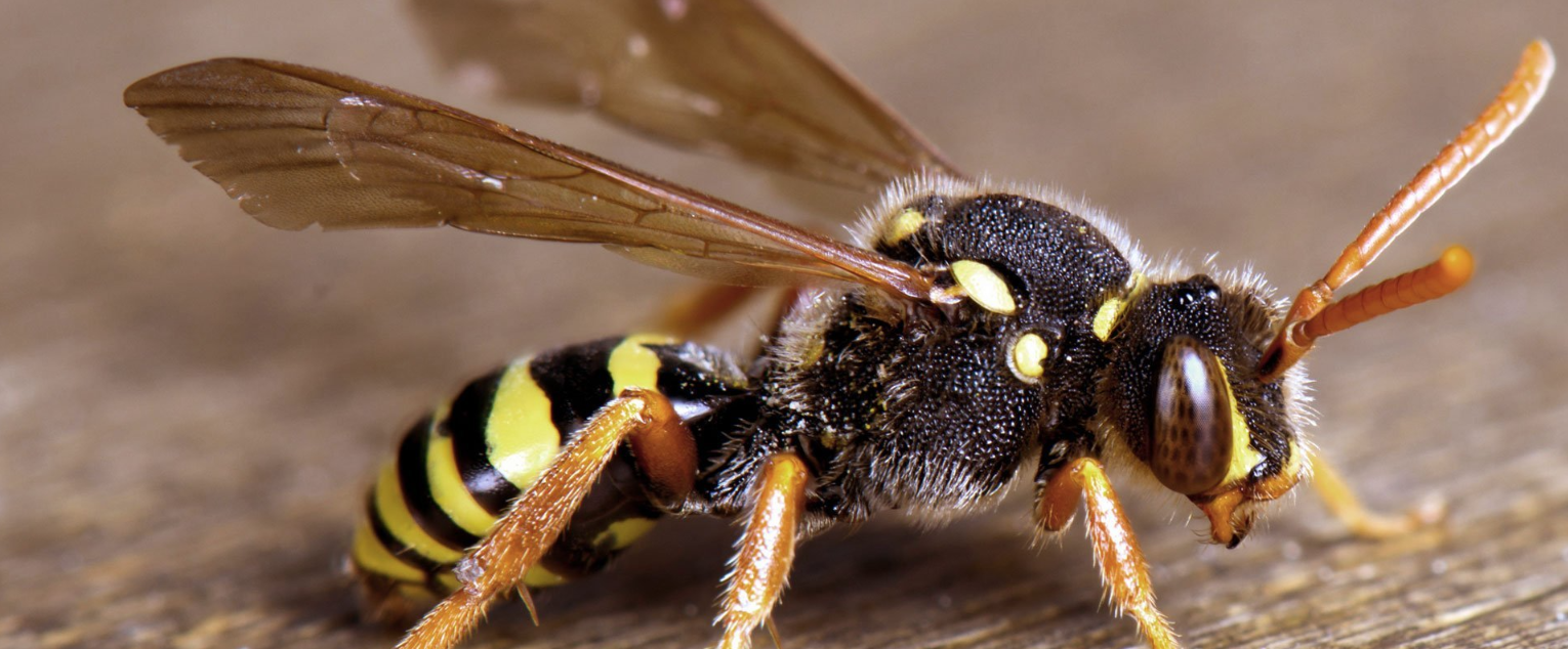 Efficient Insect Control Measures