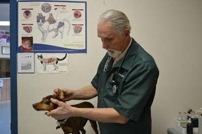 doctor and pet 2