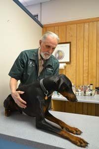 doctor and pet 6