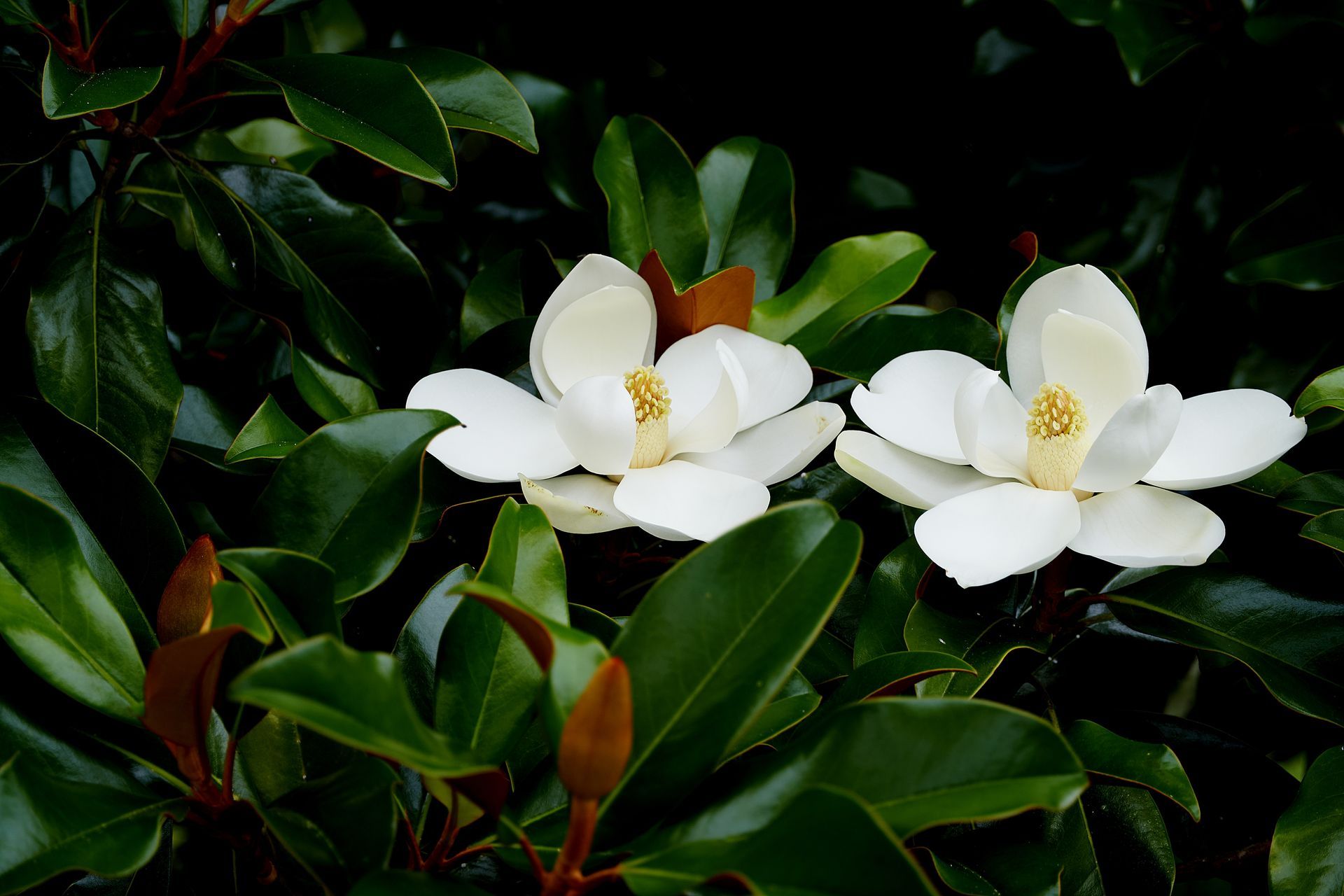 White flowers with yellow centers blooming among dark green leaves in a garden.