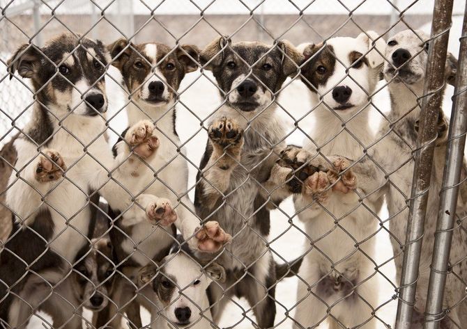 Dog Kennel Fence Installations In St. Paul, MN