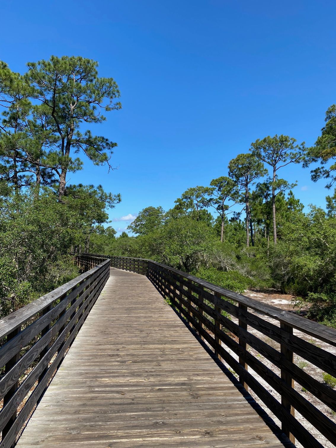 A wooden bridge leading to a forest on a sunny day.