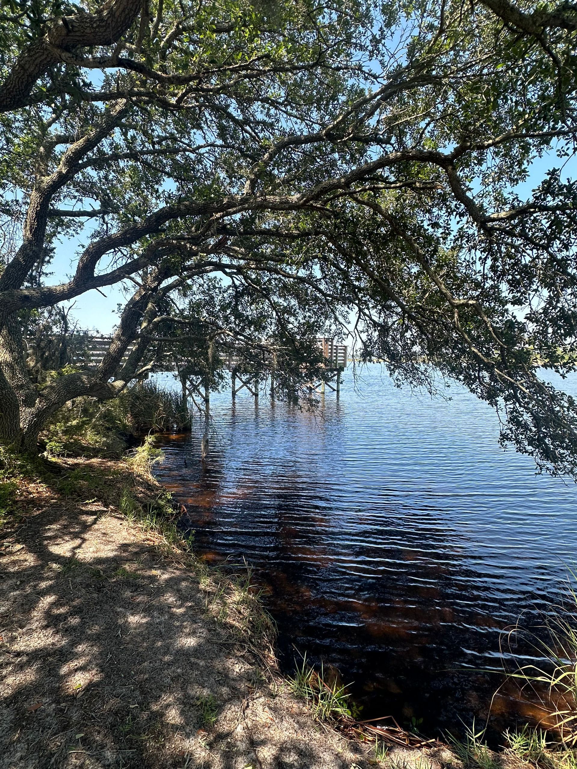 A large body of water surrounded by trees on a sunny day.