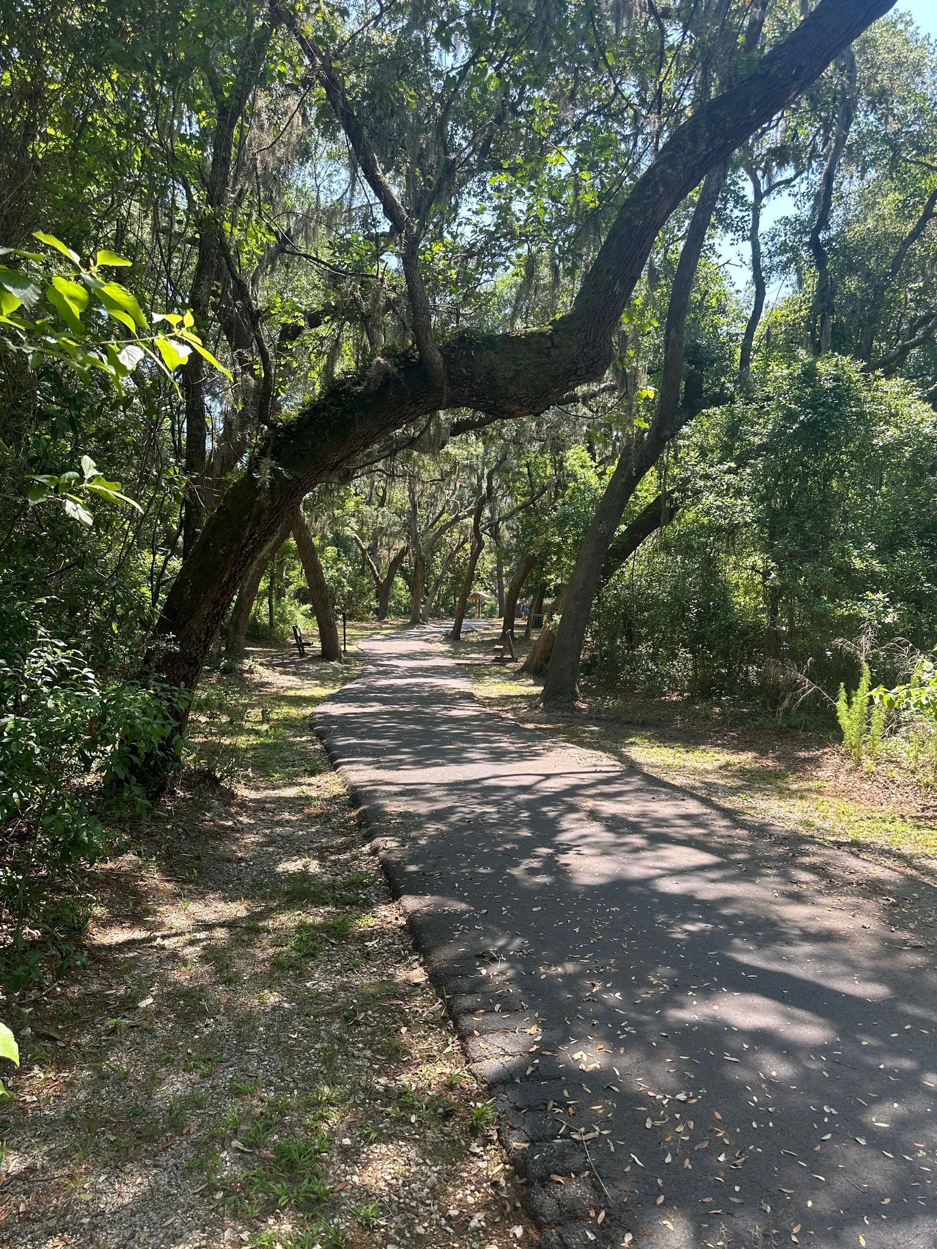 A path in the woods surrounded by trees on a sunny day.